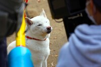 「柴公園」に出演している犬。