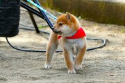「柴公園」に出演している犬。