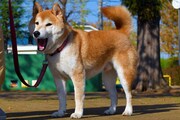 「柴公園」に出演している犬。