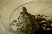 タイトル未定の新作の発表にあわせて解禁された亀の写真。