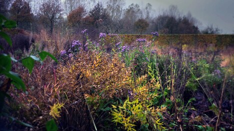 「FIVE SEASONS ガーデン・オブ・ピート・アウドルフ」