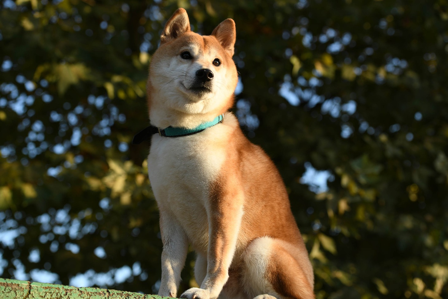 「柴公園」