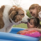 「僕のワンダフル・ライフ」続編9月に公開、飼い主の孫娘守るため犬が転生