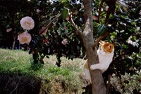 「岩合光昭写真展 ねこづくし」より。(c)Mitsuaki Iwago