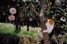 「岩合光昭写真展 ねこづくし」より。(c)Mitsuaki Iwago