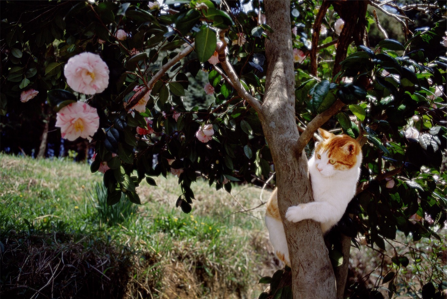 「岩合光昭写真展 ねこづくし」より。(c)Mitsuaki Iwago
