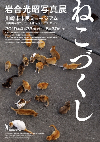 「岩合光昭写真展 ねこづくし」ビジュアル (c)Mitsuaki Iwago