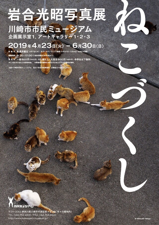 「岩合光昭写真展 ねこづくし」ビジュアル (c)Mitsuaki Iwago