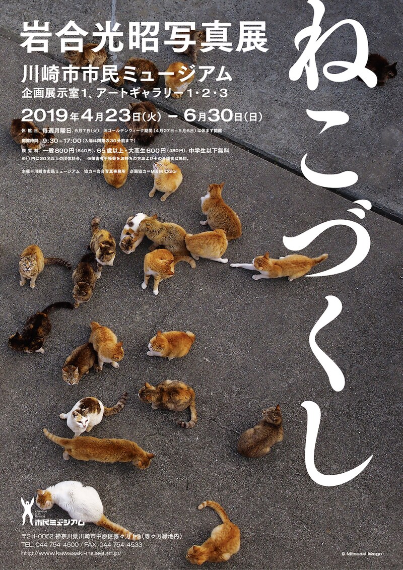 「岩合光昭写真展 ねこづくし」ビジュアル (c)Mitsuaki Iwago