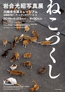 “ねこづくし”な岩合光昭の写真展開催、世界の猫映画も3本上映