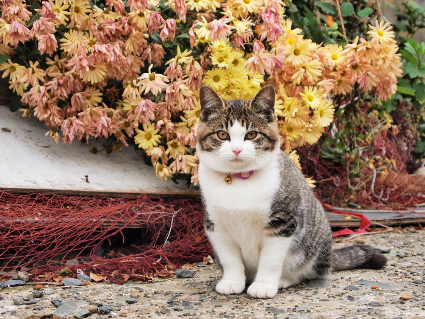 「岩合光昭写真展 ねこづくし」より。(c)Mitsuaki Iwago