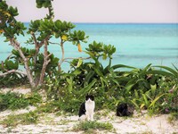 「岩合光昭写真展 ねこづくし」より。(c)Mitsuaki Iwago