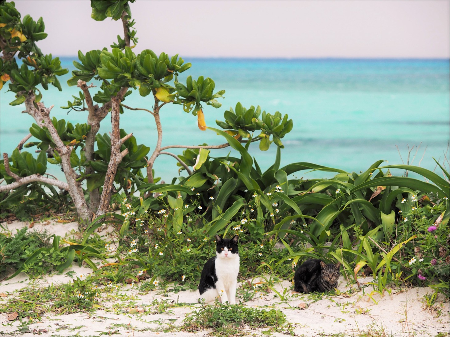 「岩合光昭写真展 ねこづくし」より。(c)Mitsuaki Iwago