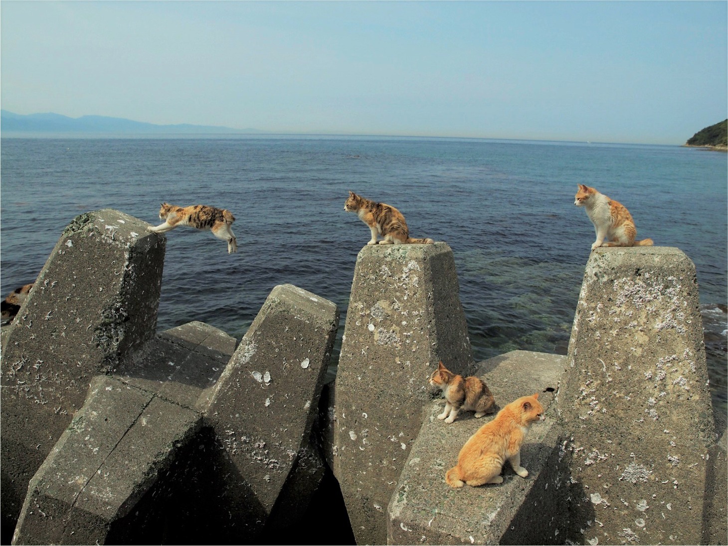 「岩合光昭写真展 ねこづくし」より。(c)Mitsuaki Iwago