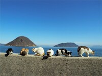 「岩合光昭写真展 ねこづくし」より。(c)Mitsuaki Iwago