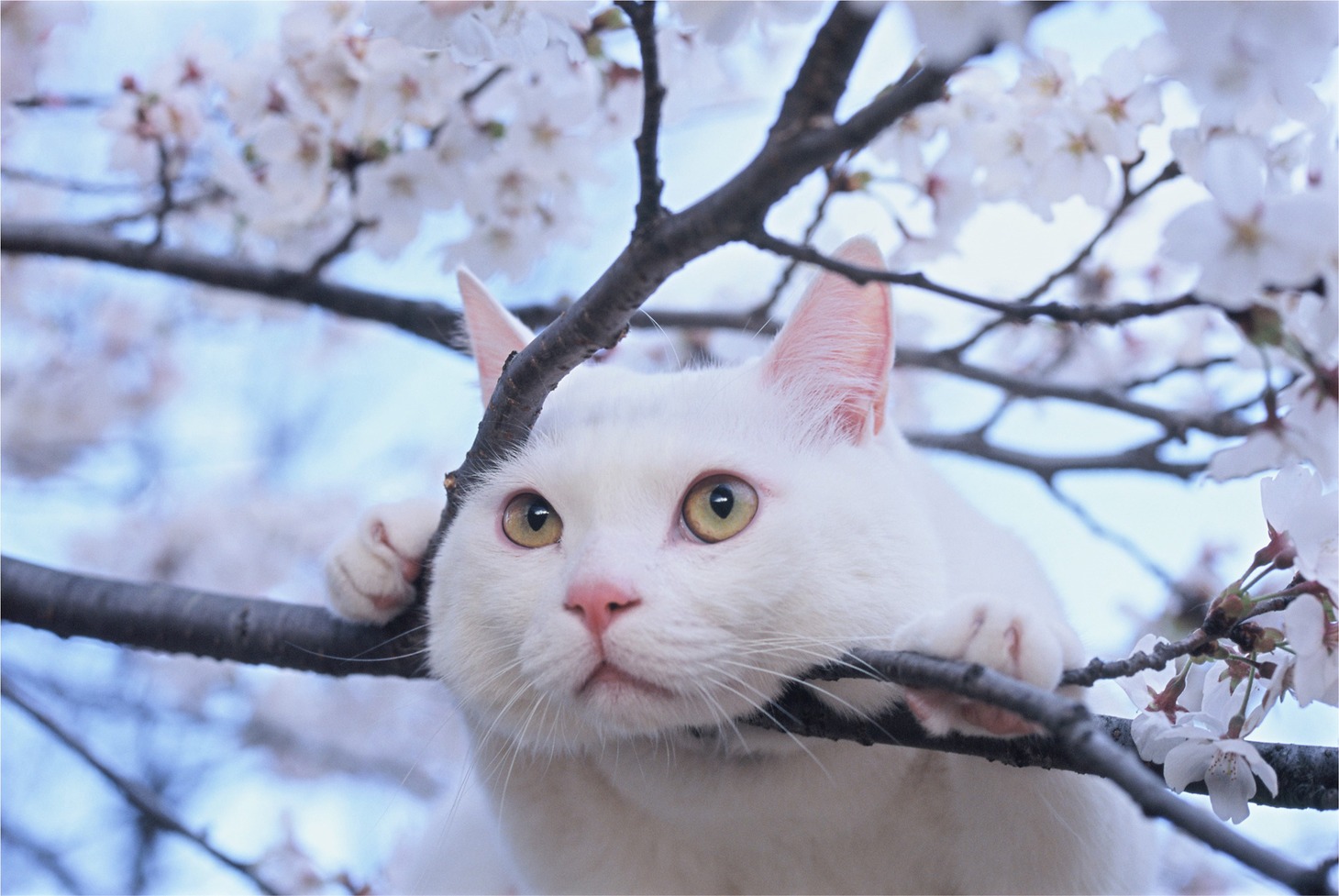 「岩合光昭写真展 ねこづくし」より。(c)Mitsuaki Iwago