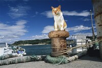 「岩合光昭写真展 ねこづくし」より。(c)Mitsuaki Iwago