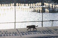 「岩合光昭写真展 ねこづくし」より。(c)Mitsuaki Iwago