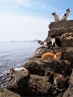 「岩合光昭写真展 ねこづくし」より。(c)Mitsuaki Iwago
