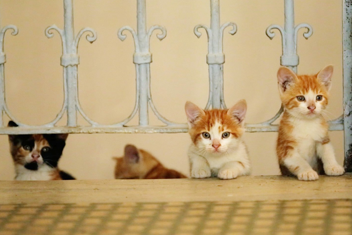 「猫が教えてくれたこと」 (c)2016 Nine Cats LLC