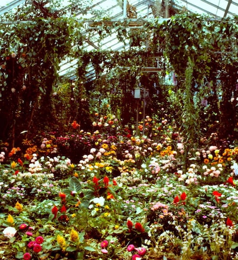 「ロビンソンの庭」