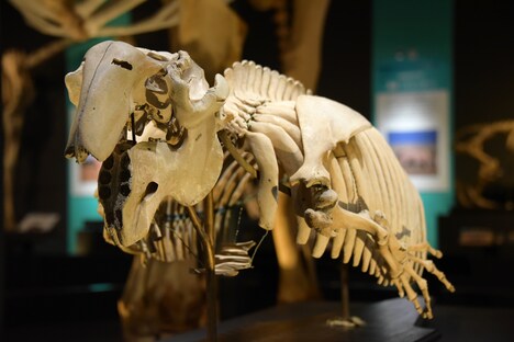 「大哺乳類展2-みんなの生き残り作戦」より、ジュゴンの骨格標本。