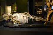 「大哺乳類展2 - みんなの生き残り作戦」より、ジュゴンの骨格模型。