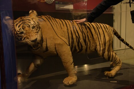 「大哺乳類展2-みんなの生き残り作戦」には、トラの剥製に触れることができるコーナーも。