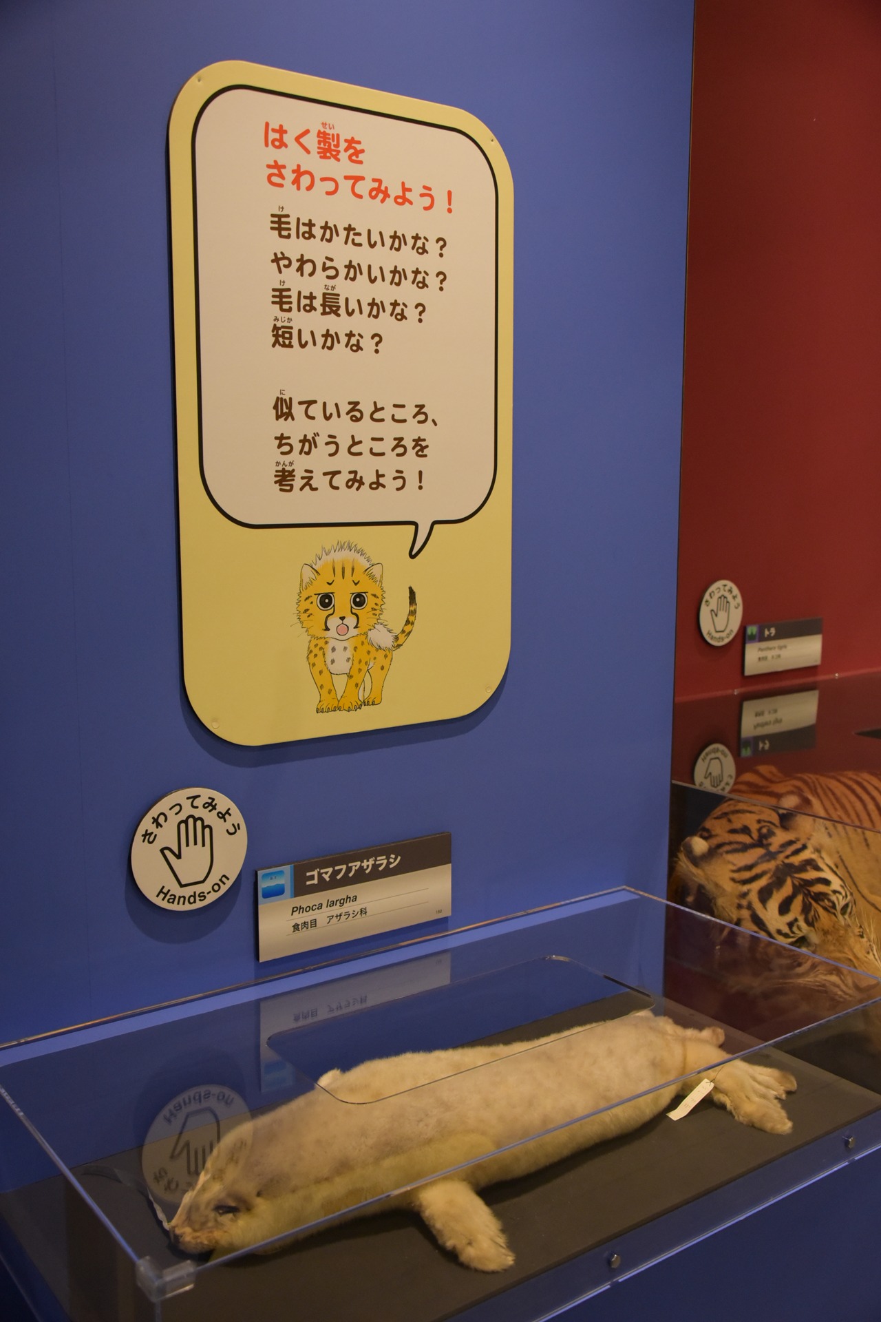 「大哺乳類展2-みんなの生き残り作戦」より、剥製に触れることができるコーナー。