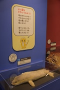 「大哺乳類展2 - みんなの生き残り作戦」より、剥製に触れることができるコーナー。