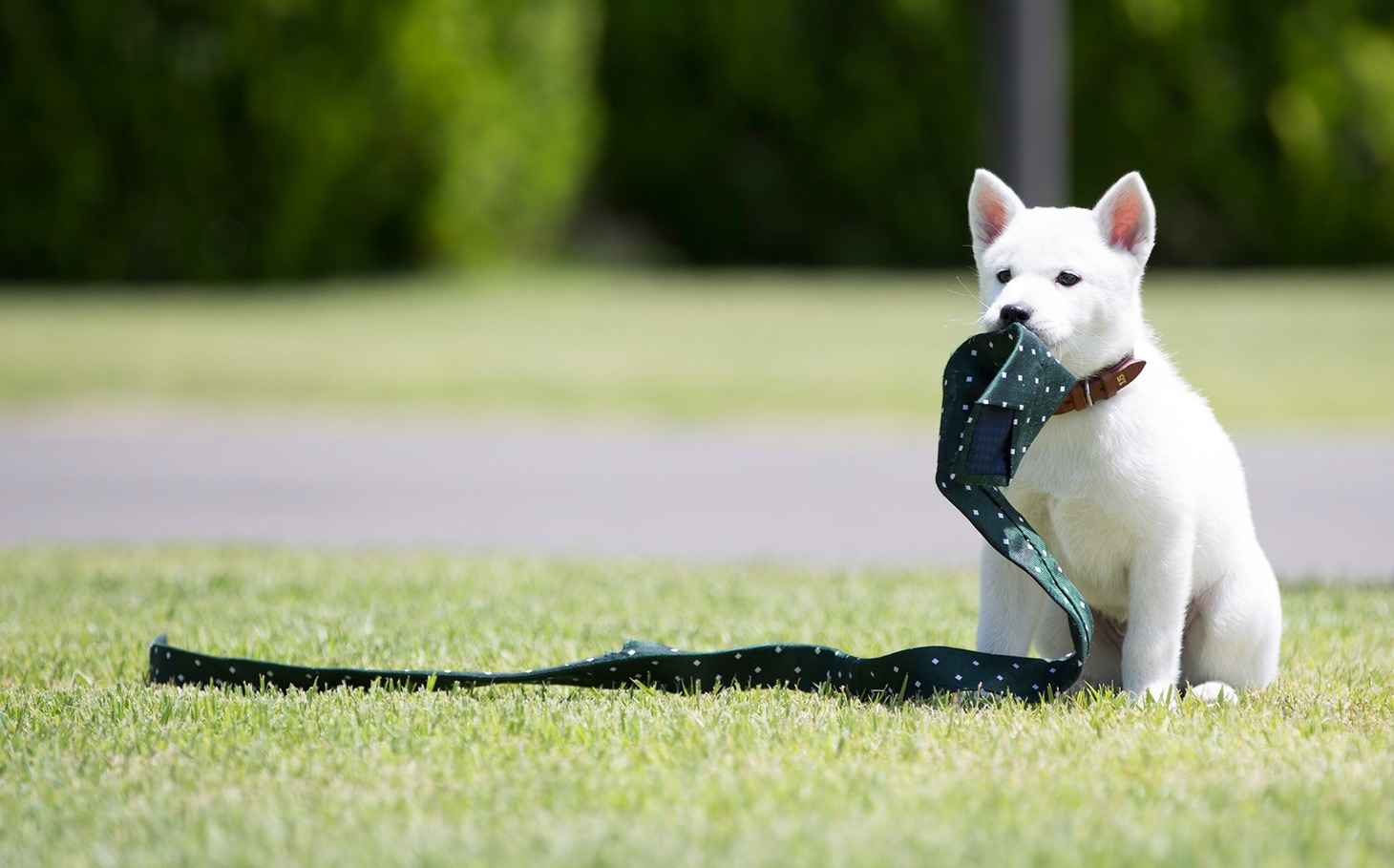 「うちの執事が言うことには」より、番犬ペロ。