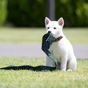 永瀬廉や神尾楓珠もメロメロ「うちの執事が言うことには」番犬ペロの写真到着