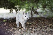 「うちの執事が言うことには」