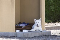 「うちの執事が言うことには」