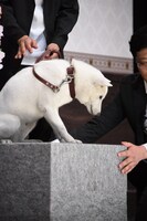 台に乗せて運ばれるカイル。