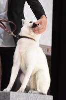 久万真路になでられるカイル。