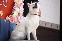 久万真路になでられるカイル。