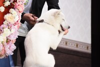 久万真路になでられるカイル。