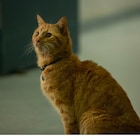 猫のグースは初期構想から200%増し、「キャプテン・マーベル」ソフト特典映像解禁