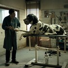 犬を愛する男が不条理の穴へ、マッテオ・ガローネ新作「ドッグマン」予告解禁