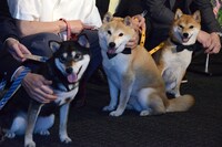 左からじっちゃん、あたる、さちこ。