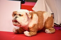 ボンベロの相棒であるブルドッグ・菊千代のぬいぐるみ。