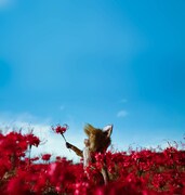 「ごん / GON, THE LITTLE FOX」