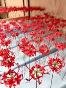 「ごん / GON, THE LITTLE FOX」メイキング写真