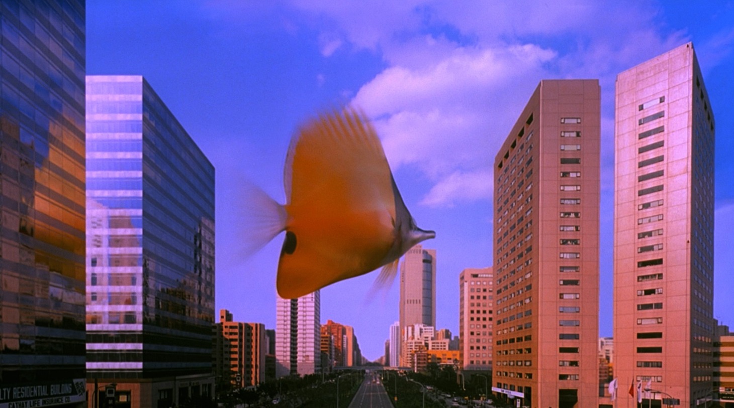 「熱帯魚」