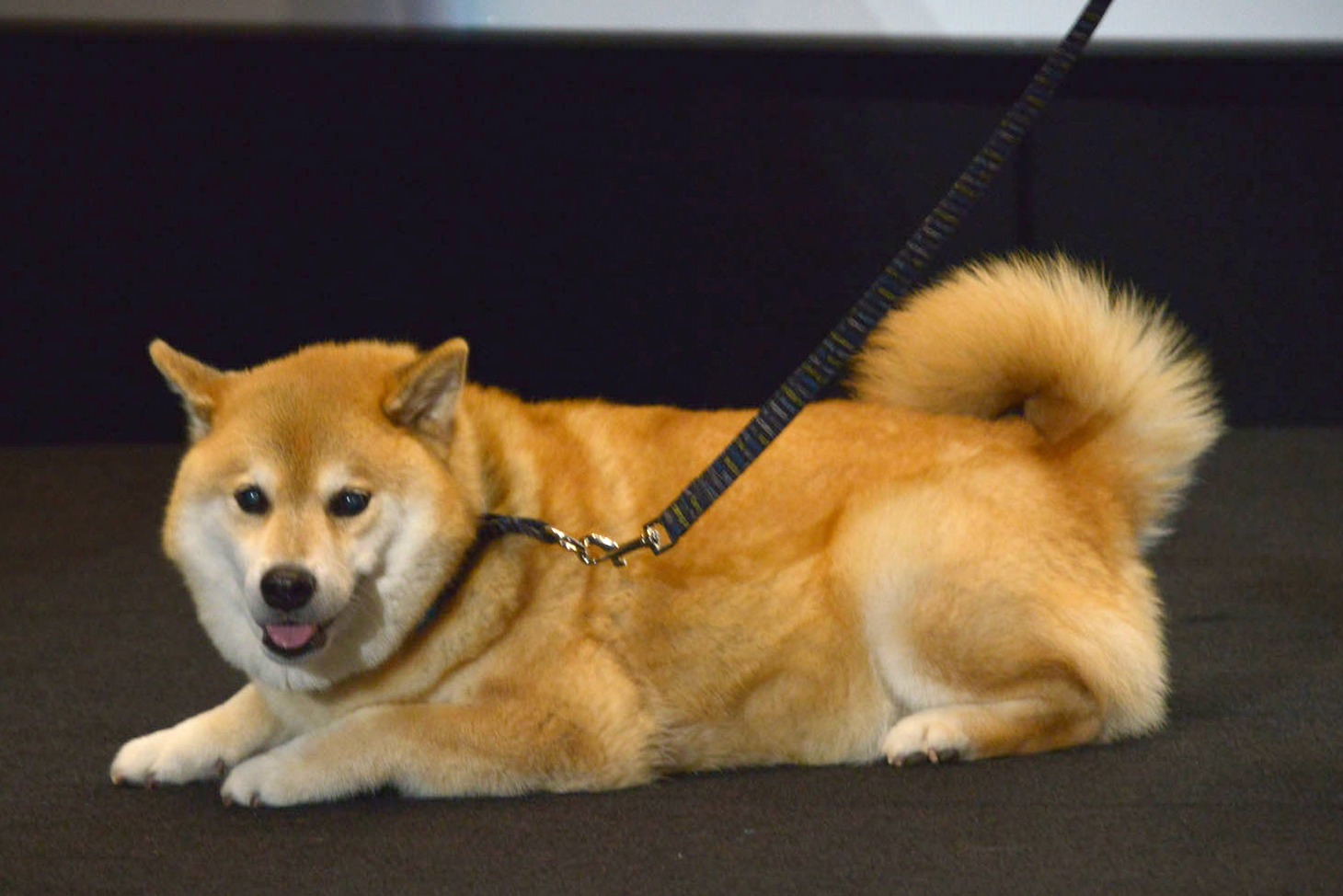 柴犬のまる。