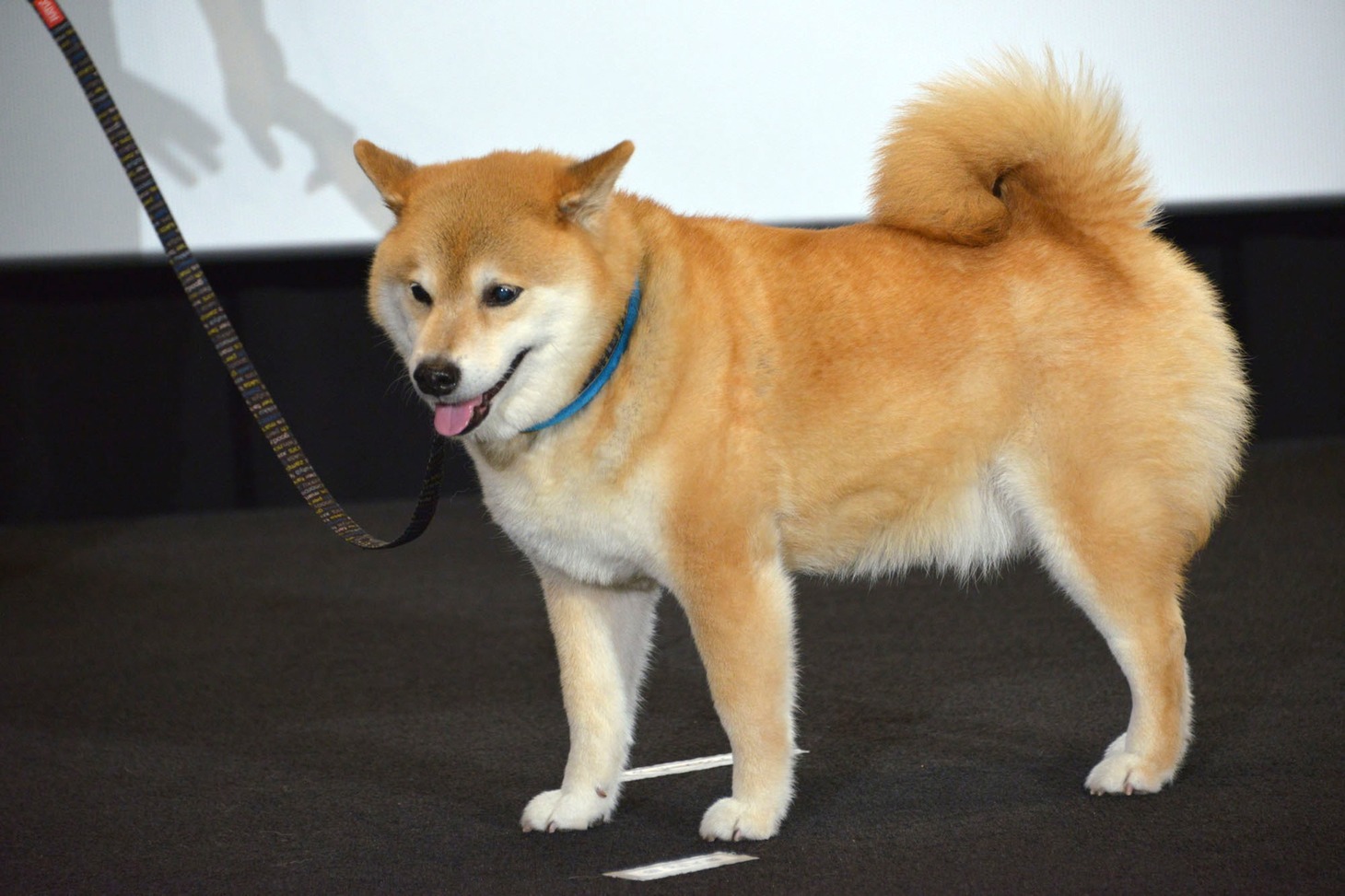柴犬のまる。