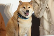 柴犬のまる。