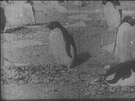 「日本南極探検」