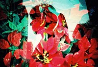 「多日想果（タピオカ）」（撮影：ゴトウヨシタカ）